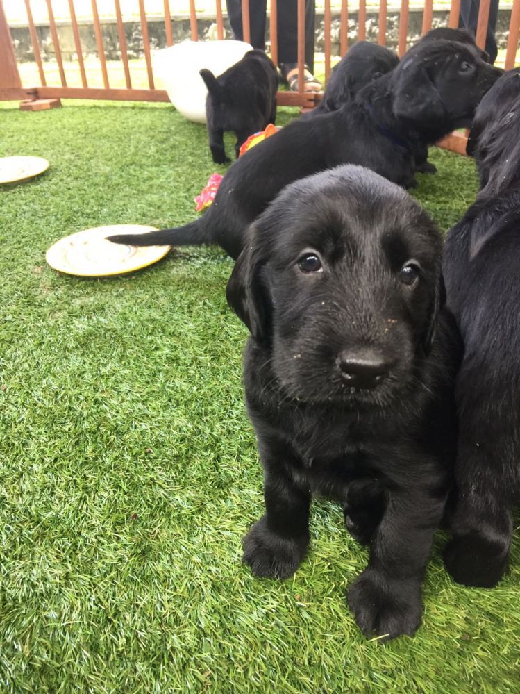 Flatcoated-Retriever-pup-zwart